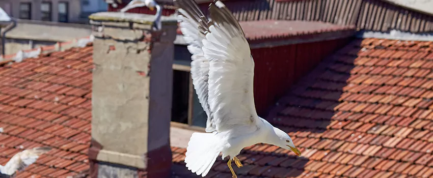 Residential Chimney Animal Removal Solution in Lexington, SC