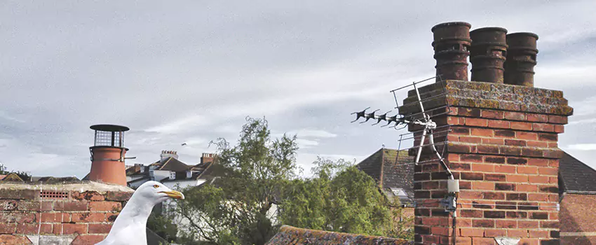 Chimney Cleaning And Restoration in Lexington, South Carolina